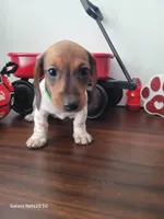 Buddy, a male Miniature Dachshund for sale in Thornton, CO – Photo 1 of 10