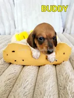 Buddy, a male Miniature Dachshund for sale in Thornton, CO – Photo 8 of 10