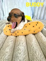 Buddy, a male Miniature Dachshund for sale in Thornton, CO – Photo 9 of 10