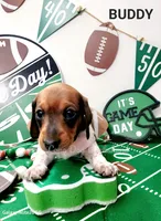 Buddy, a male Miniature Dachshund for sale in Thornton, CO – Photo 5 of 10