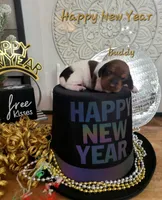 Buddy, a male Miniature Dachshund for sale in Thornton, CO – Photo 10 of 10