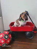 Buddy, a male Miniature Dachshund for sale in Thornton, CO – Photo 2 of 10