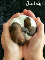 Buddy, a male Miniature Dachshund for sale in Thornton, CO – Photo 6 of 10