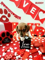 Buddy, a male Miniature Dachshund for sale in Thornton, CO – Photo 4 of 10