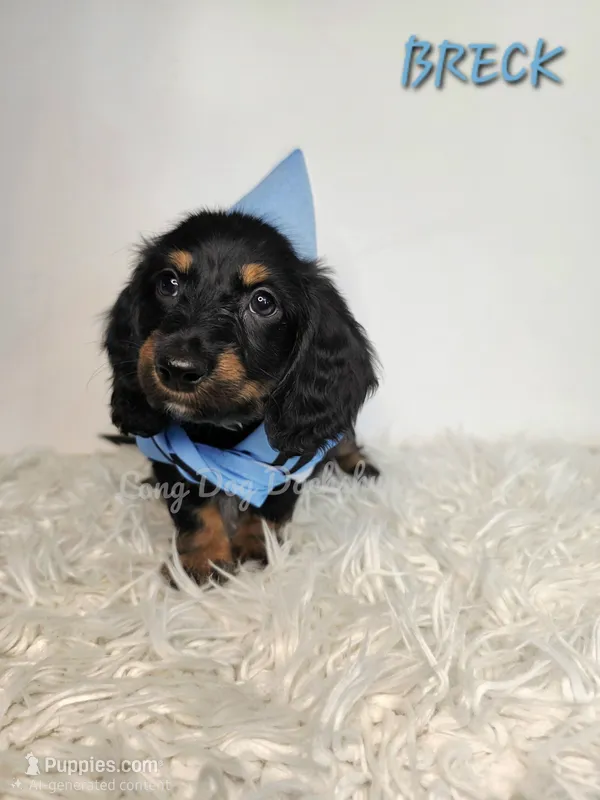 BRECK AKC – Miniature Dachshund puppy for sale in Thornton, CO