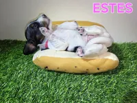 ESTES AKC, a female Miniature Dachshund for sale in Thornton, CO – 1 of 10