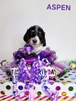 ESTES AKC, a female Miniature Dachshund for sale in Thornton, CO – 8 of 10