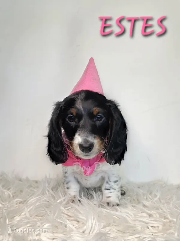 ESTES AKC – Miniature Dachshund puppy for sale in Thornton, CO