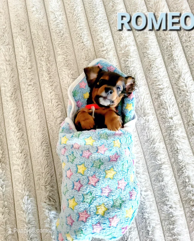 ROMEO – Miniature Dachshund puppy for sale in Thornton, CO
