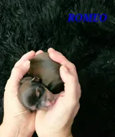 processed/7741af44-04b7-406b-8b7d-6701cd686c3b/listing/986e09f6-e691-4277-b80f-e915d8d4ca08/a26063d3-5b2d-41a6-90c2-4646eb81b0b6