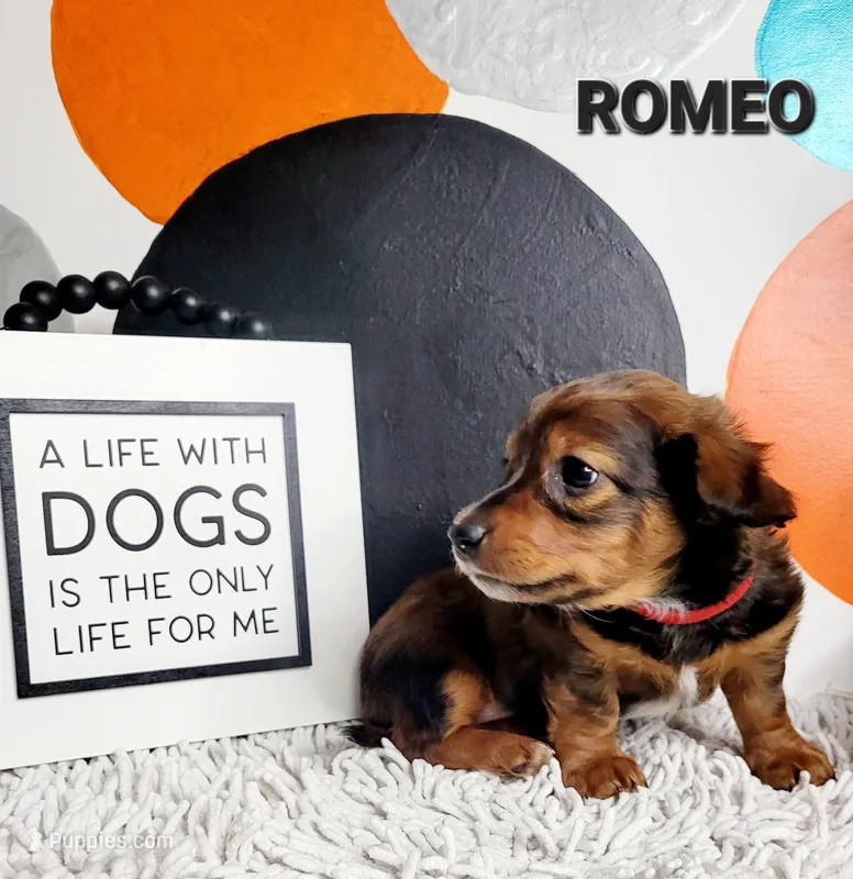 ROMEO – Miniature Dachshund puppy for sale in Thornton, CO