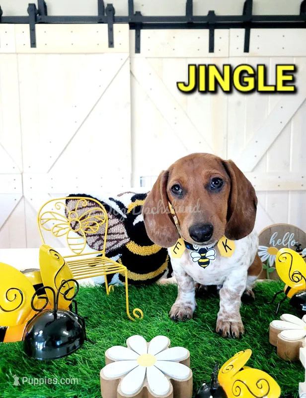 Jingle – Miniature Dachshund puppy for sale in Thornton, CO
