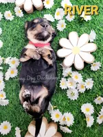 River, a female Miniature Dachshund for sale in Thornton, CO – Photo 3 of 10