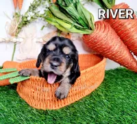 River, a female Miniature Dachshund for sale in Thornton, CO – Photo 4 of 10