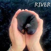 River, a female Miniature Dachshund for sale in Thornton, CO – Photo 1 of 10