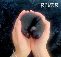 River, a female Miniature Dachshund for sale in Thornton, CO – Photo 3 of 3