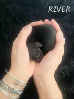 River, a female Miniature Dachshund for sale in Thornton, CO – Photo 2 of 3