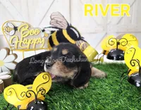 River, a female Miniature Dachshund for sale in Thornton, CO – Photo 10 of 10