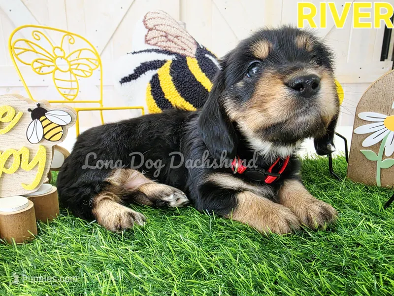 River – Miniature Dachshund puppy for sale in Thornton, CO