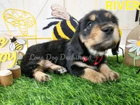 River, a female Miniature Dachshund for sale in Thornton, CO – Photo 9 of 10