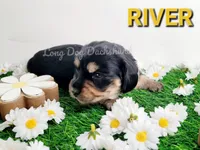 River, a female Miniature Dachshund for sale in Thornton, CO – Photo 2 of 10