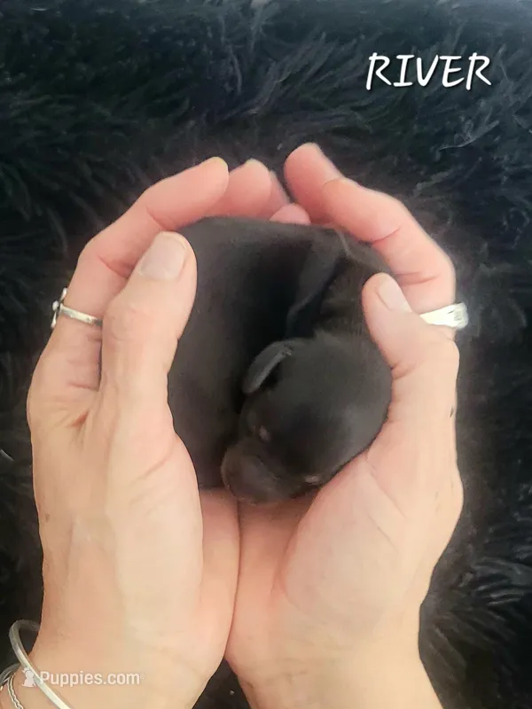 River, a female Miniature Dachshund for sale in Thornton, CO – Photo 1 of 3