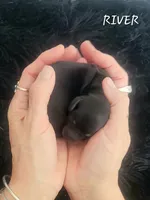 River, a female Miniature Dachshund for sale in Thornton, CO – Photo 1 of 3