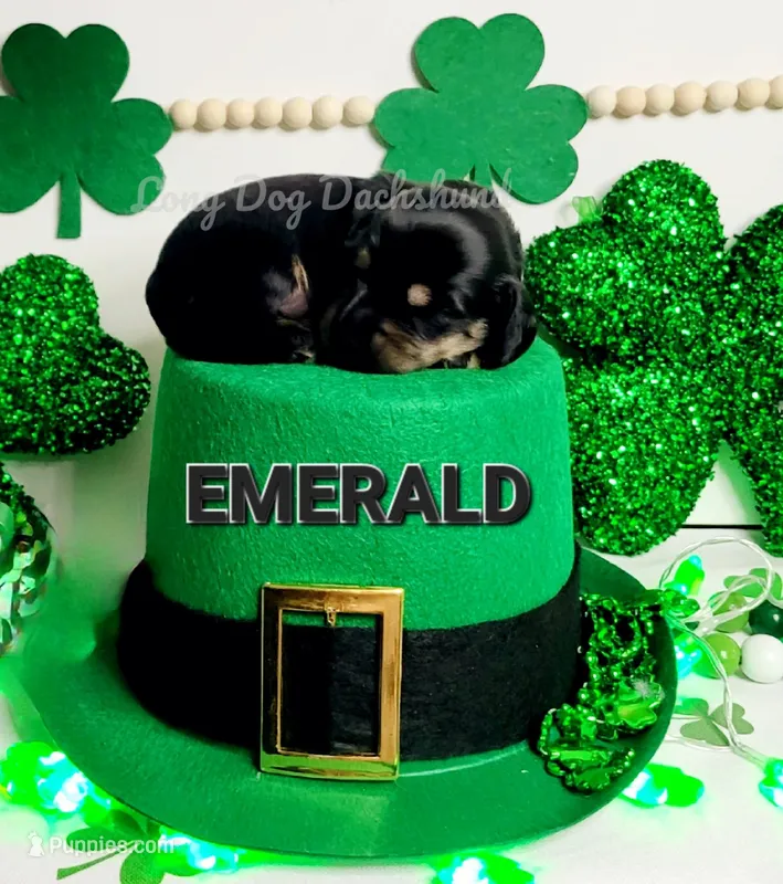Emerald  – Miniature Dachshund puppy for sale in Thornton, CO
