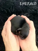 Emerald , a female Miniature Dachshund for sale in Thornton, CO – Photo 1 of 3