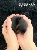 Emerald , a female Miniature Dachshund for sale in Thornton, CO – Photo 3 of 3