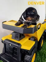 DENVER AKC, a male Miniature Dachshund for sale in Thornton, CO – 7 of 9