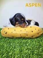 ASPEN AKC, a female Miniature Dachshund for sale in Thornton, CO – 5 of 9