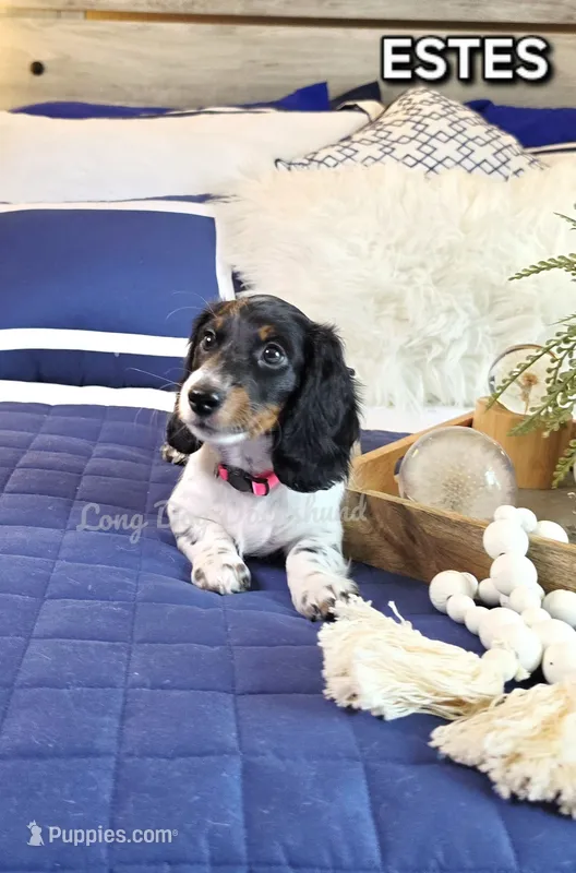 ESTES AKC – Miniature Dachshund puppy for sale in Thornton, CO