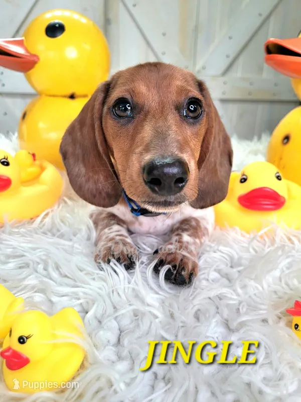 Jingle – Miniature Dachshund puppy for sale in Thornton, CO