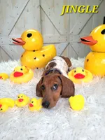 Jingle, a male Miniature Dachshund for sale in Thornton, CO – Photo 2 of 10