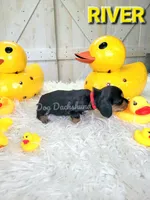 River, a female Miniature Dachshund for sale in Thornton, CO – Photo 5 of 10