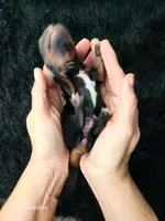 AMOR, a female Miniature Dachshund for sale in Thornton, CO – Photo 9 of 10