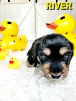 River, a female Miniature Dachshund for sale in Thornton, CO – Photo 6 of 10