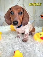 Jingle, a male Miniature Dachshund for sale in Thornton, CO – Photo 3 of 10