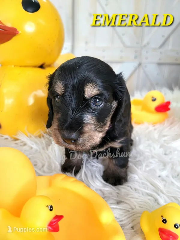 Emerald – Miniature Dachshund puppy for sale in Thornton, CO