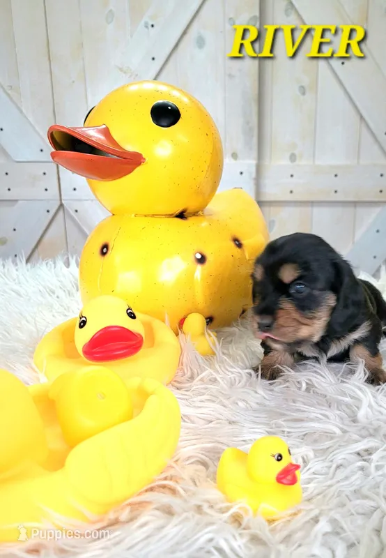 River – Miniature Dachshund puppy for sale in Thornton, CO