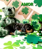 AMOR, a female Miniature Dachshund for sale in Thornton, CO – Photo 4 of 10