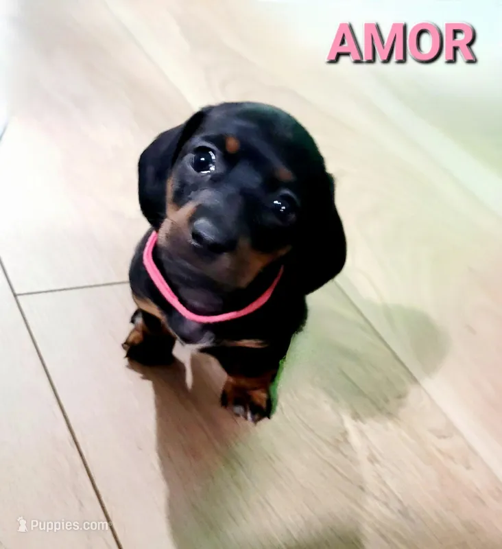 AMOR – Miniature Dachshund puppy for sale in Thornton, CO