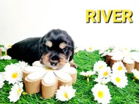 River, a female Miniature Dachshund for sale in Thornton, CO – Photo 8 of 10
