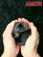 AMOR, a female Miniature Dachshund for sale in Thornton, CO – Photo 10 of 10