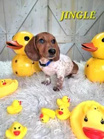 Jingle, a male Miniature Dachshund for sale in Thornton, CO – Photo 4 of 10