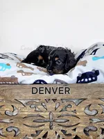 DENVER AKC, a male Miniature Dachshund for sale in Thornton, CO – 4 of 9