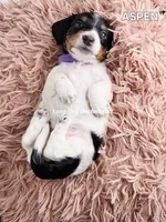 ASPEN AKC, a female Miniature Dachshund for sale in Thornton, CO – 8 of 9