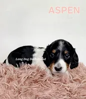 ASPEN AKC, a female Miniature Dachshund for sale in Thornton, CO – 7 of 9