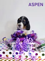 ASPEN AKC, a female Miniature Dachshund for sale in Thornton, CO – 9 of 9